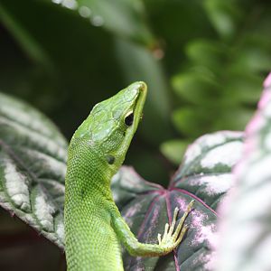 Green grass lizard