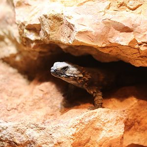Armadillo girdled lizard