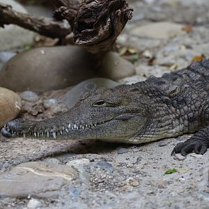 Australian freshwater crocodile
