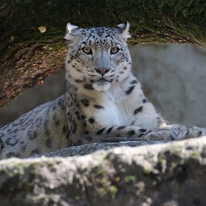Snow leopard