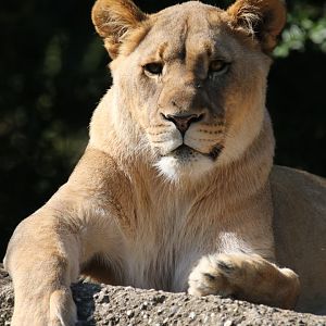 African lion