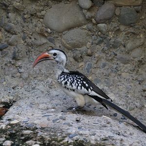 Red-billed hornbill