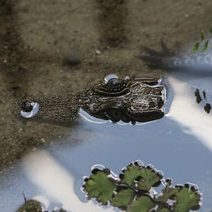Juvenile nile crocodile
