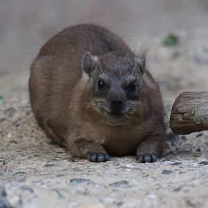 Cape Hyrax
