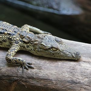 Juvenile nile crocodile