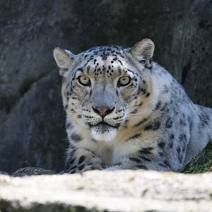 Snow leopard