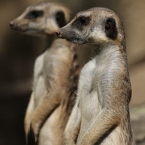 Slender tailed meerkats