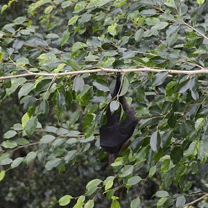 Rodrigues flying fox [2018]