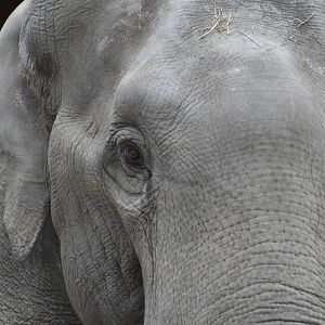 Asian elephant [2018]