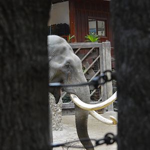 Asian elephant [2018]