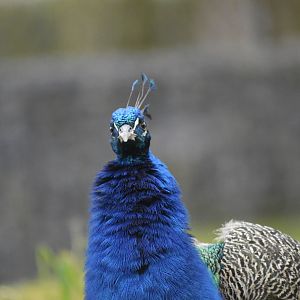 Indian peafowl [2018]