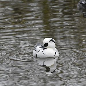Smew [2018]