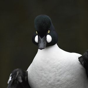 Common goldeneye [2018]