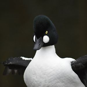 Common goldeneye [2018]