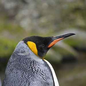 King penguin [2018]