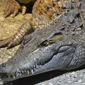 Philippine crocodile [2018]