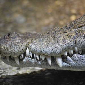 Philippine crocodile [2018]