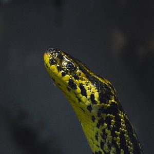 Yellow anaconda [2018]