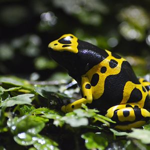 Yellow-banded poison dart frog [2018]