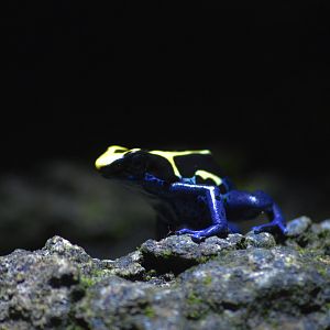 Dyeing dart frog [2018]