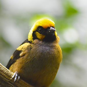 Flame-faced tanager [2018]