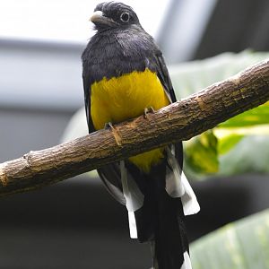 Green-backed trogon [2018]