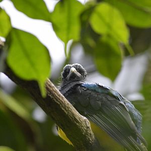 Green-backed trogon [2018]