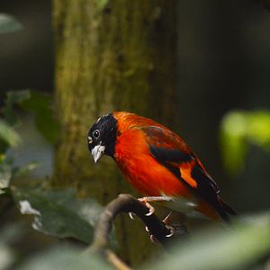 Red siskin [2018]