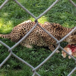 Cheetah enjoys  a Snack