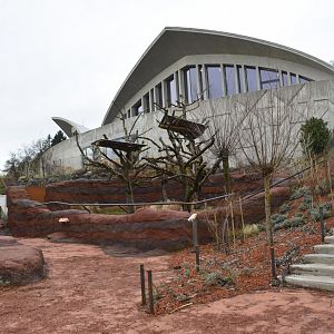 Koala outdoor exhibit [2018]