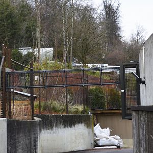 Koala outdoor exhibit [2018]