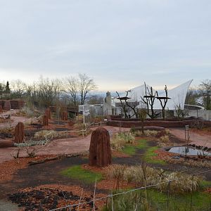Red-necked wallaby exhibit [2018]