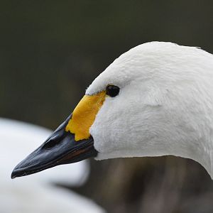 Tundra swan [2018]