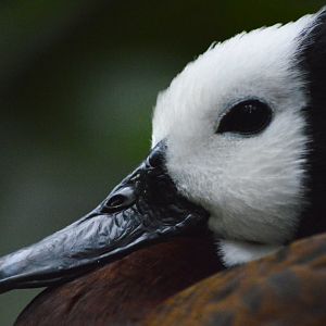 White-faced whistling duck [2018]