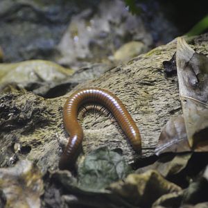 Giant millipede [2018]