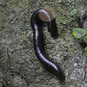 Giant millipede [2018]