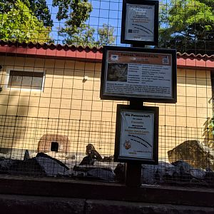 Fennec Fox Enclosure