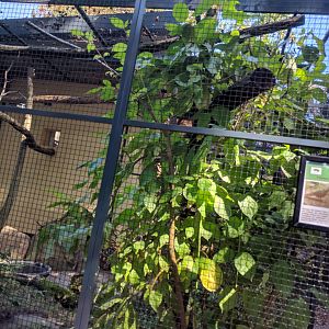 Palawan Peacock Pheasant Enclosure