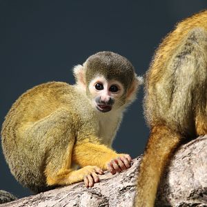 Black-headed squirrel monkey