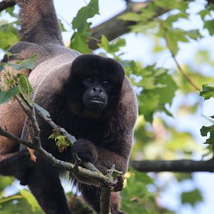 Common woolly monkey
