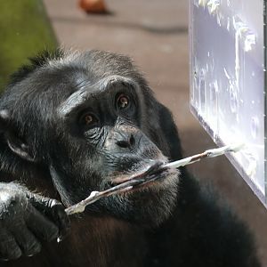 Chimpansee