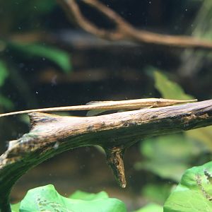 Twig Catfish