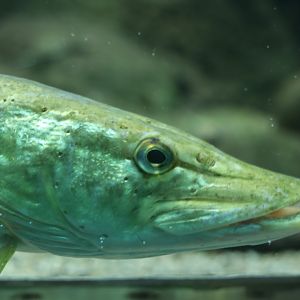 Northern pike