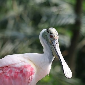 Roseate spoonbill