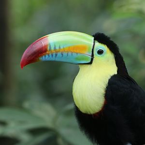 Keel-billed toucan