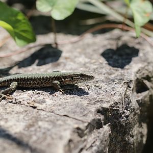 Wild wall lizard