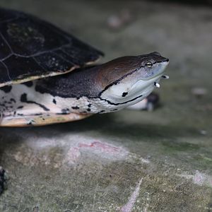 Hilaire’s toadhead turtle