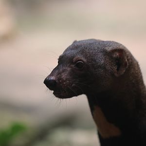 Tayra
