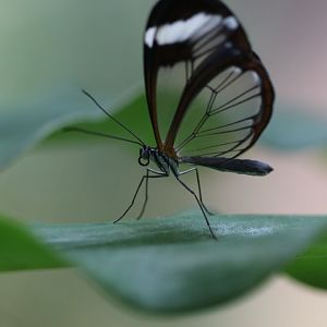 Glasswing butterfly