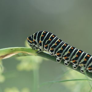 Swallowtail caterpillar